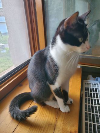 Junge Katze sucht dringend ein neues Zuhause.