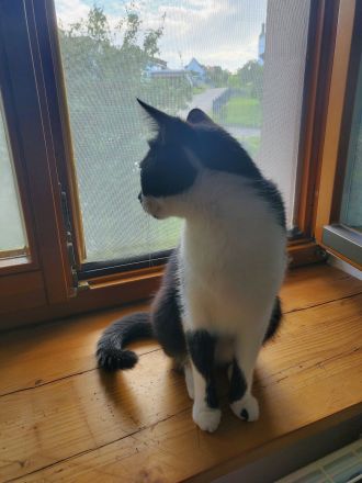 Junge Katze sucht dringend ein neues Zuhause.