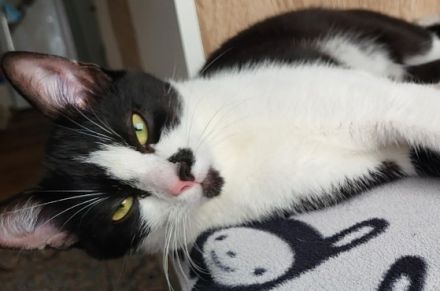 Junge Katze sucht dringend ein neues Zuhause.