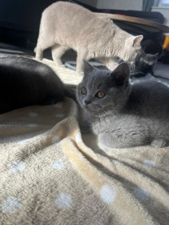 BKH Kitten mit Stammbaum reinrassig, geimpft