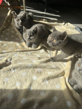 BKH Kitten mit Stammbaum reinrassig, geimpft