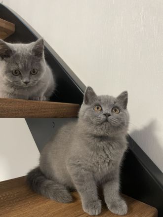 BKH Kitten mit Stammbaum reinrassig, geimpft