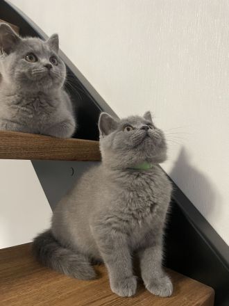 BKH Kitten mit Stammbaum reinrassig, geimpft