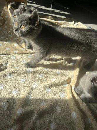 BKH Kitten mit Stammbaum reinrassig, geimpft