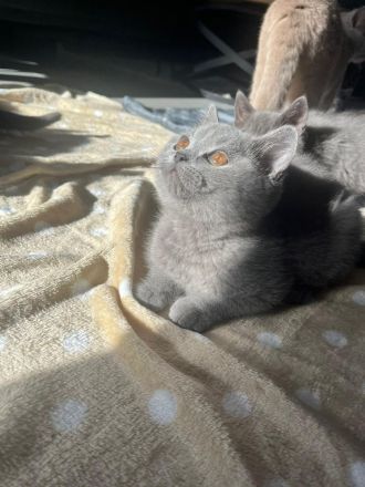 BKH Kitten mit Stammbaum reinrassig, geimpft