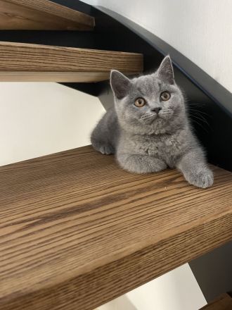 BKH Kitten mit Stammbaum reinrassig, geimpft