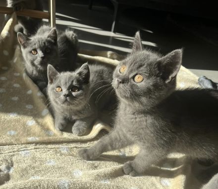 BKH Kitten mit Stammbaum reinrassig, geimpft