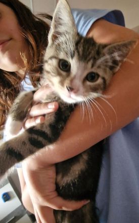 4 Junge Kater suchen ihr Zuhause