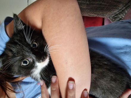 4 Junge Kater suchen ihr Zuhause