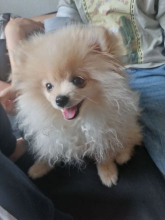 pomeranian