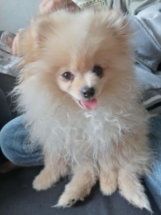 pomeranian