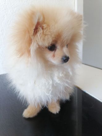 pomeranian
