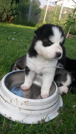 Siberian Husky Welpen