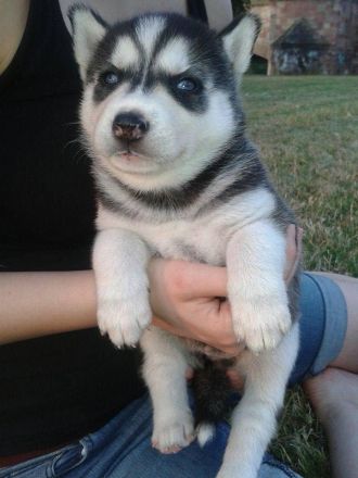 Siberian Husky Welpen