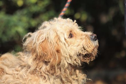 Ole - sucht eine Familie mit großem Garten