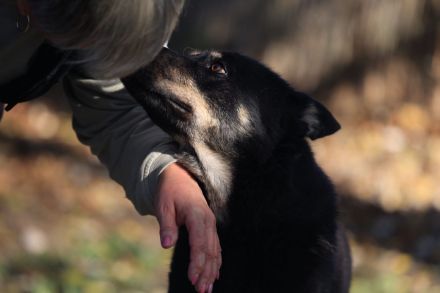 Wolf - braucht hundeerfahrene Menschen