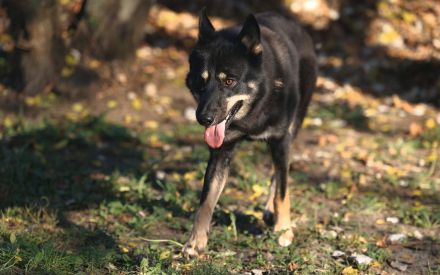 Wolf - braucht hundeerfahrene Menschen
