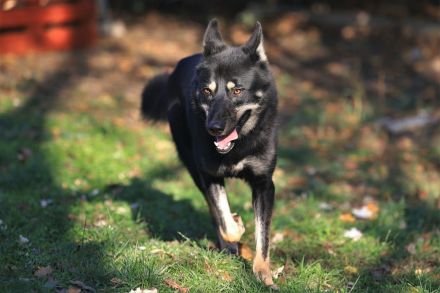 Wolf - braucht hundeerfahrene Menschen