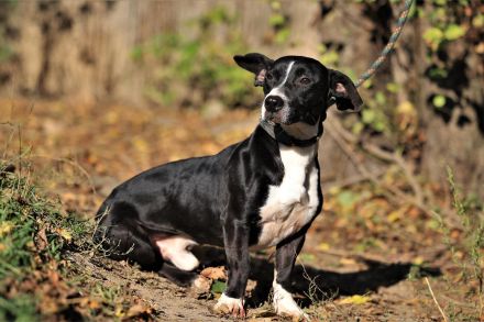 Sparky - sucht außerhalb von Deutschland ein Zuhause