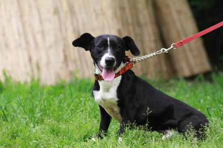 Sparky - sucht außerhalb von Deutschland ein Zuhause