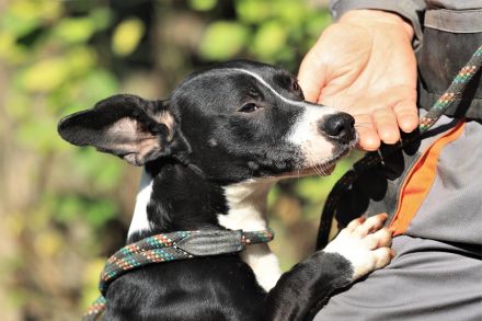 Sparky - sucht außerhalb von Deutschland ein Zuhause