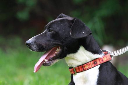 Sparky - sucht außerhalb von Deutschland ein Zuhause