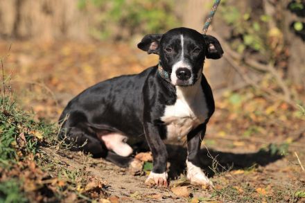 Sparky - sucht außerhalb von Deutschland ein Zuhause