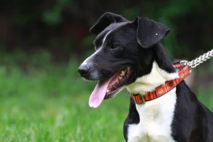 Sparky - sucht außerhalb von Deutschland ein Zuhause