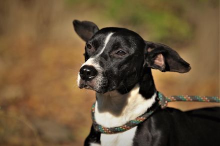 Sparky - sucht außerhalb von Deutschland ein Zuhause