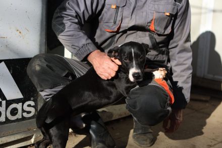 Sparky - sucht außerhalb von Deutschland ein Zuhause