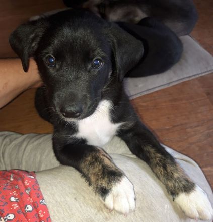 kunterbunte Rasselbande sucht liebevolle Familien