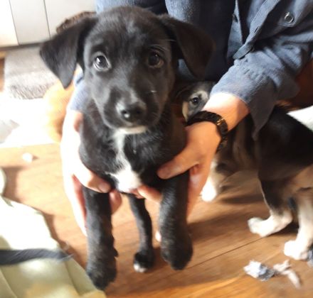 kunterbunte Rasselbande sucht liebevolle Familien