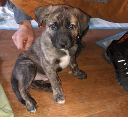 kunterbunte Rasselbande sucht liebevolle Familien