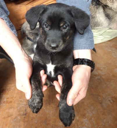 kunterbunte Rasselbande sucht liebevolle Familien