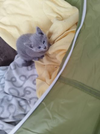 Russisch Blau Kitten