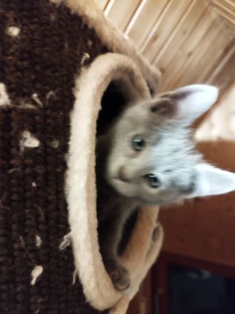 Russisch Blau Kitten