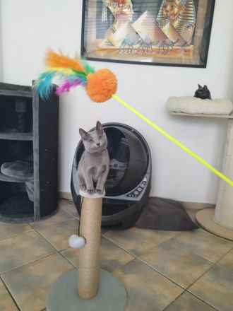 Russisch Blau Kitten