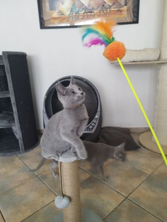 Russisch Blau Kitten