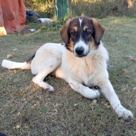 Junghund Russel / männlich / derzeit in Griechenland