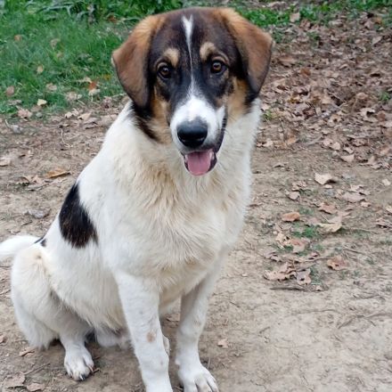 Junghund Russel / männlich / derzeit in Griechenland