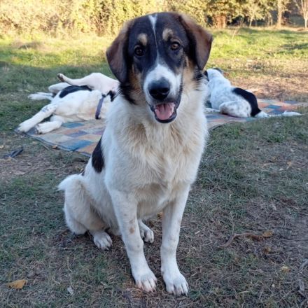 Junghund Russel / männlich / derzeit in Griechenland