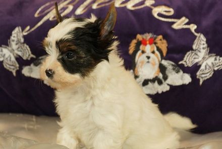 Wunderschöne Biewer Yorkshire Terrier Welpen suchen neues Kuschelkörbchen