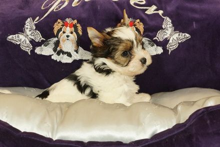 Wunderschöne Biewer Yorkshire Terrier Welpen suchen neues Kuschelkörbchen