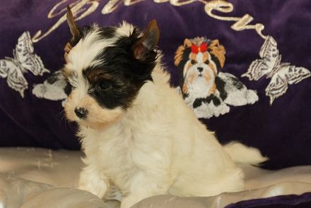 Wunderschöne Biewer Yorkshire Terrier Welpen suchen neues Kuschelkörbchen