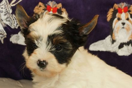 Wunderschöne Biewer Yorkshire Terrier Welpen suchen neues Kuschelkörbchen