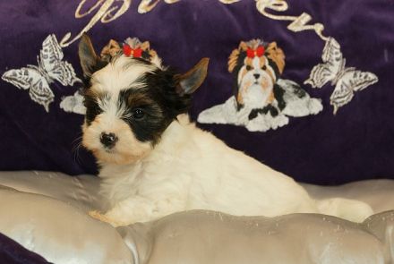 Wunderschöne Biewer Yorkshire Terrier Welpen suchen neues Kuschelkörbchen