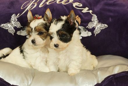 Wunderschöne Biewer Yorkshire Terrier Welpen suchen neues Kuschelkörbchen