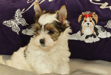 Wunderschöne Biewer Yorkshire Terrier Welpen suchen neues Kuschelkörbchen