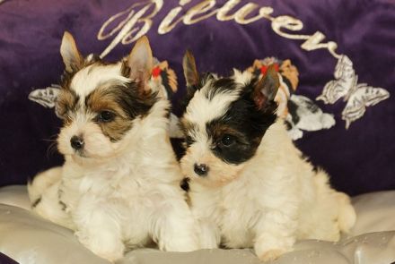 Wunderschöne Biewer Yorkshire Terrier Welpen suchen neues Kuschelkörbchen