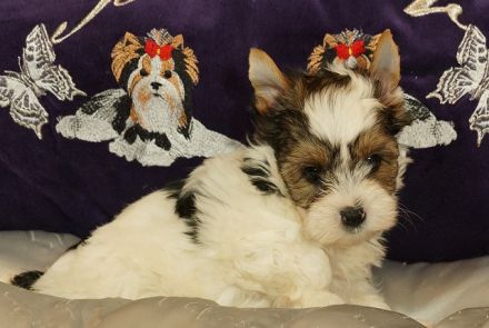 Wunderschöne Biewer Yorkshire Terrier Welpen suchen neues Kuschelkörbchen